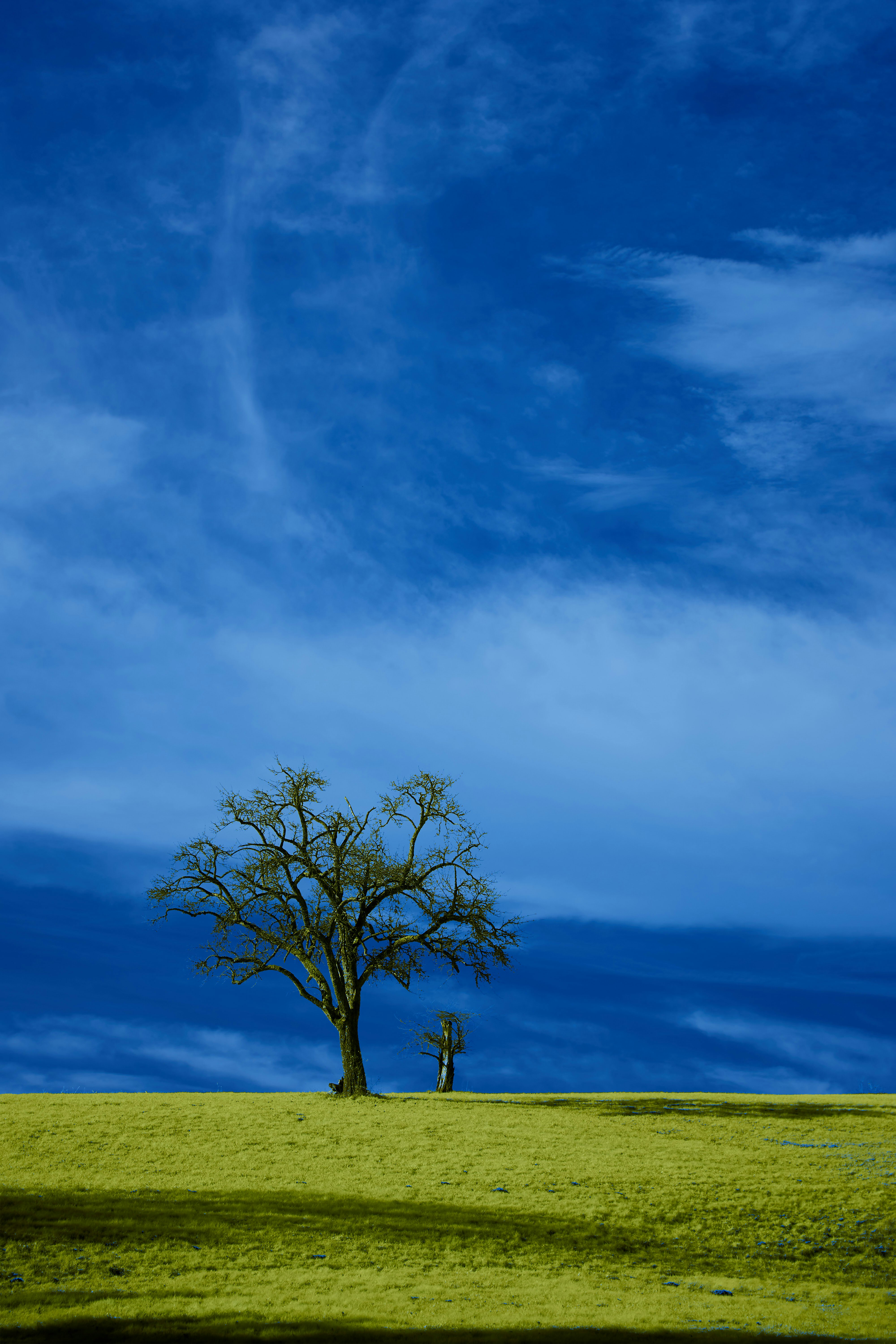 leafless tree on green grass field under white clouds and blue sky during daytime